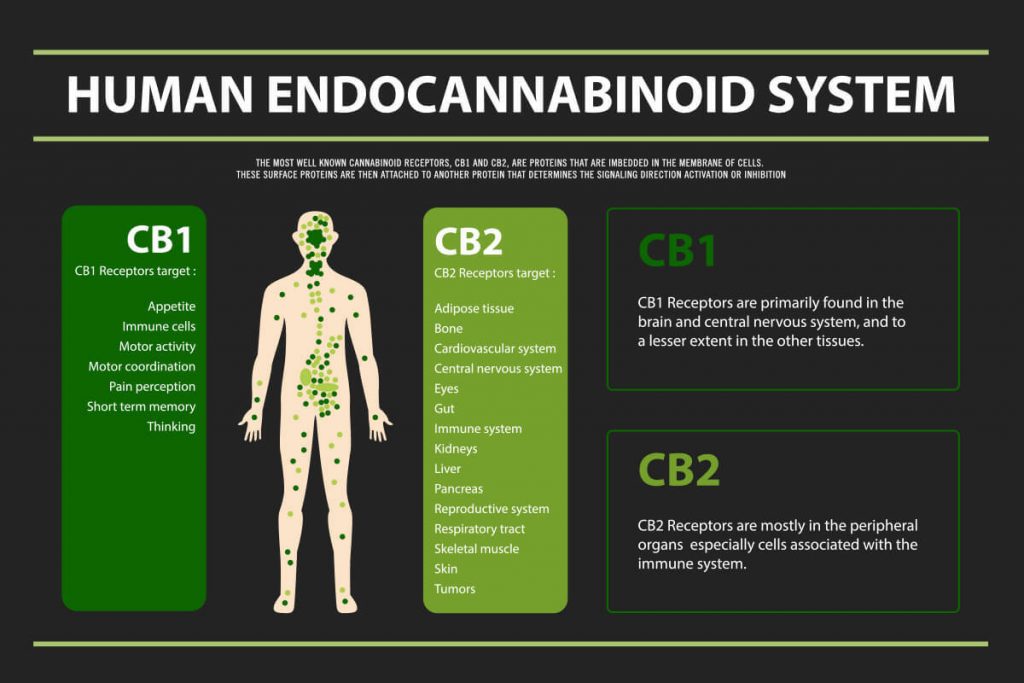 Human_Endocannabinoid_system