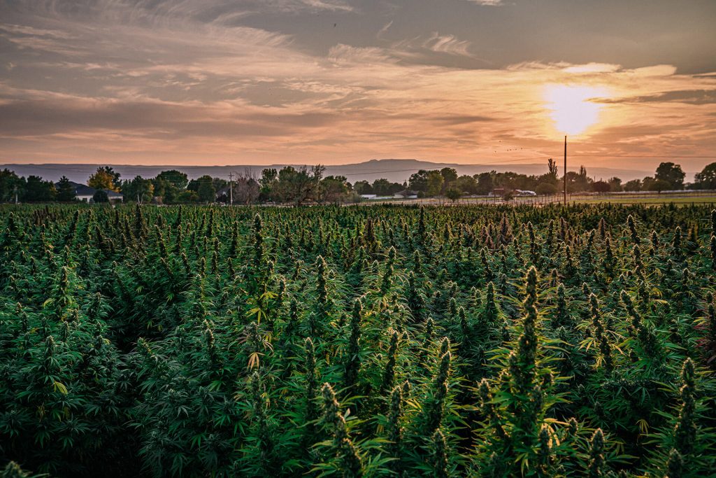 hemp-farm